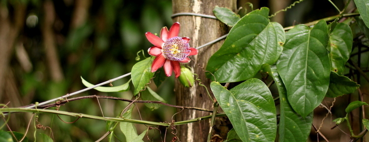 Passion Flower with post at distance FI
