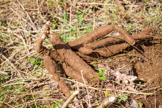 Pile of Yuca Roots