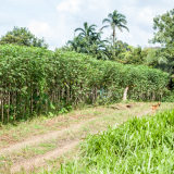 A Day on the Yuca Farm