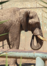 elephant at santiago