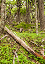 calm-woods-patagonia-unevensidewalks