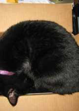 jade-cat-curled-up-in-box