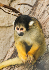 monkey-santiago-zoo