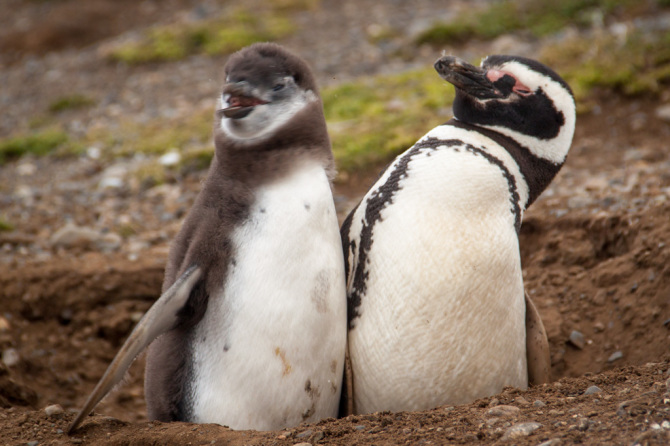 penguin-with-funny-look