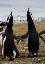 penguins-with-heads-up
