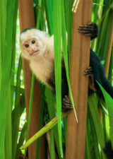 Monkey at Manuel Antonio