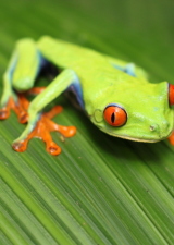 unevensidewalks-costa-rica-frog-leaf