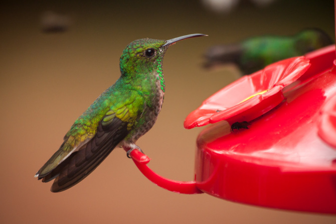 Hummingbirds